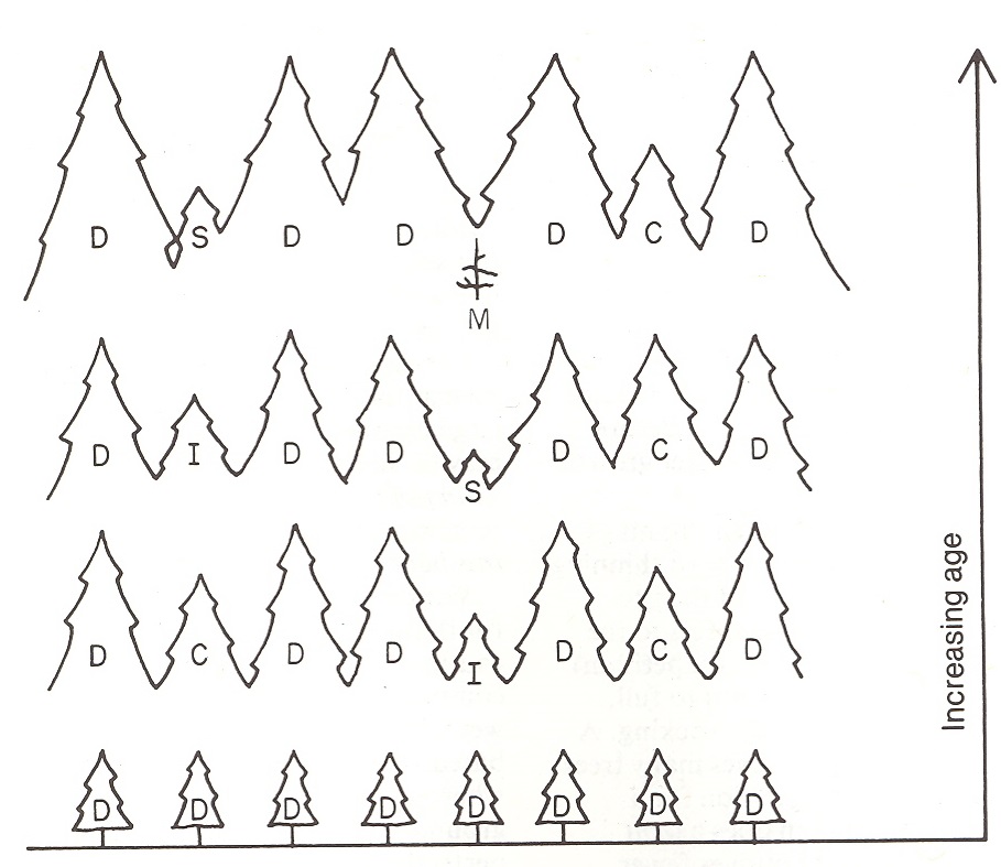 grpahic showing how trees may start as domianant trees. As they get larger with age and require more space, some become codominant and eventually intermediate or suppressed