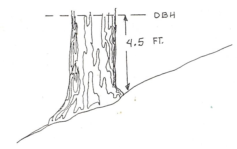 graphic showing 4.5 feet above the ground on the uphill side of a tree