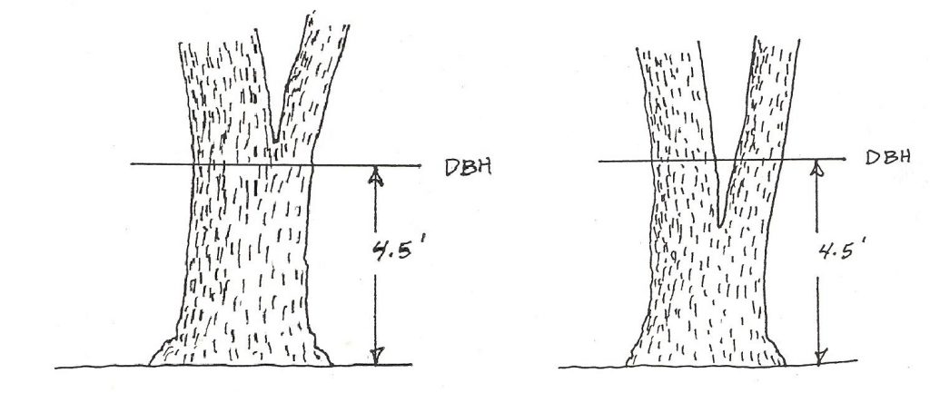 graphic showing forking above and below dbh