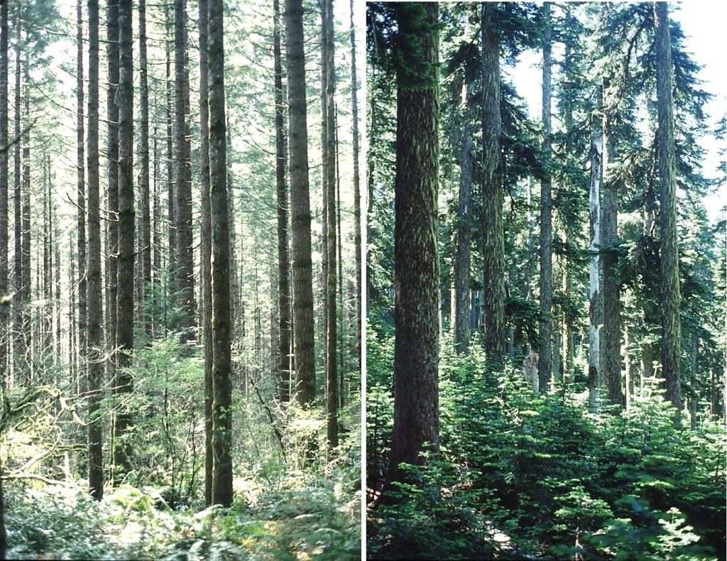 photographs showing forests as described in the figure caption.