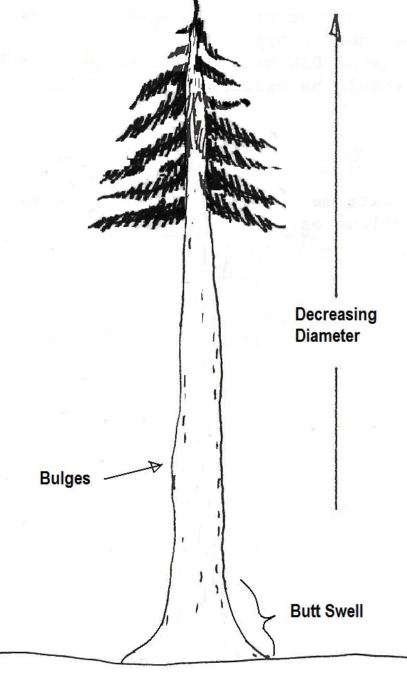 A tree showing large diameters at the base of a tree, swellings mid-height, and small diameters at the top of a tree.