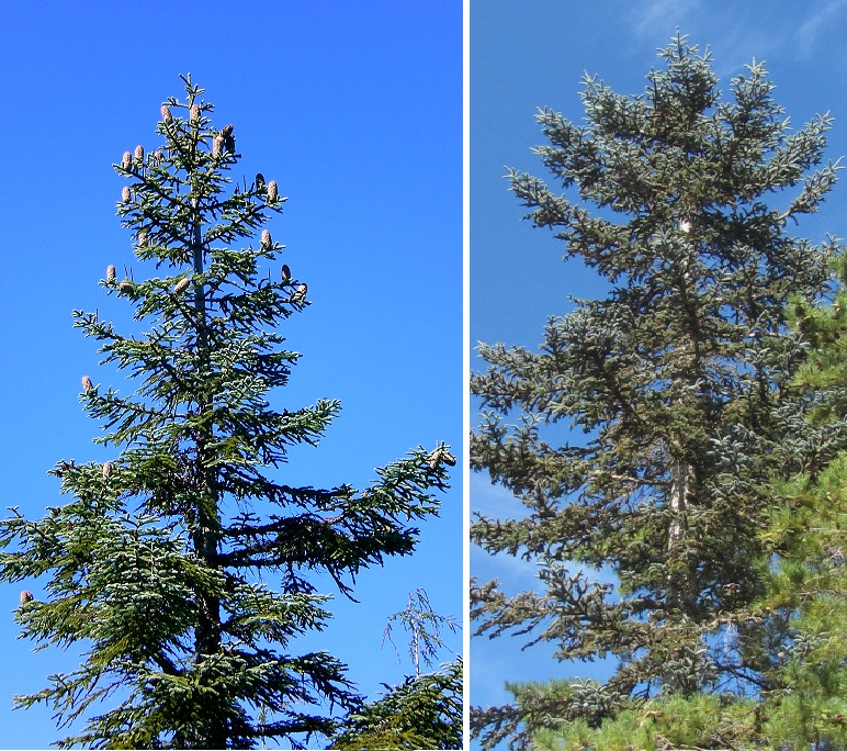 left photo a tree with a clear view of tree top; right photo a tree where only side branches are visible.