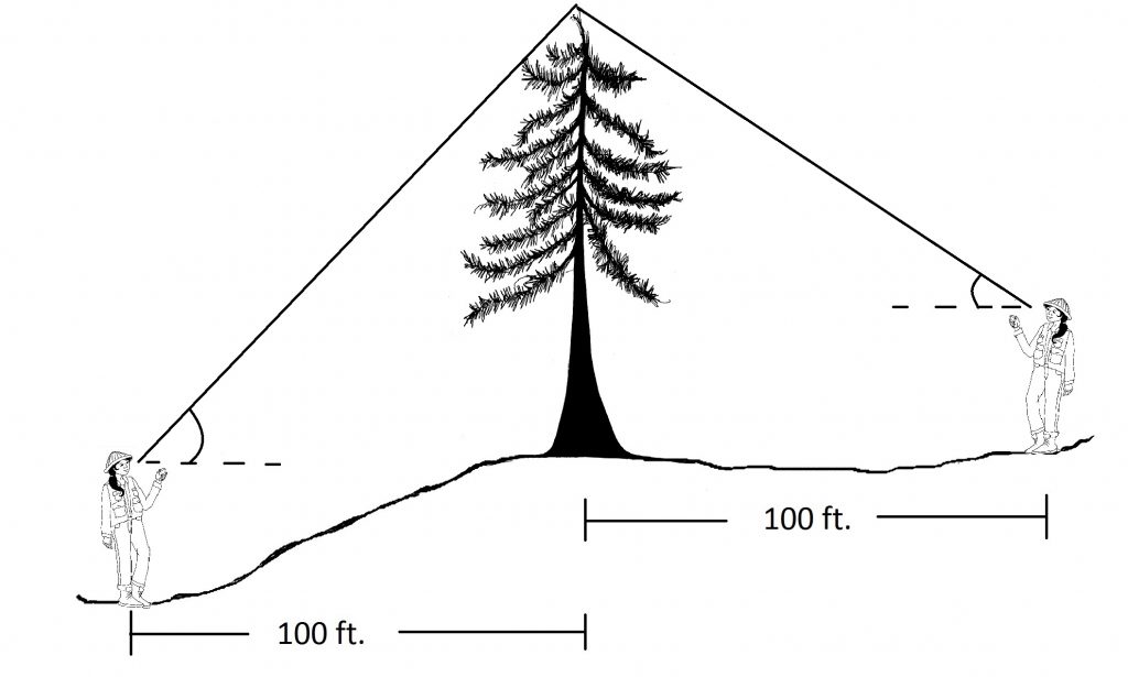 Graphic showing technician measuring downhill from a tree and getting a very steep angle on the clinometer.