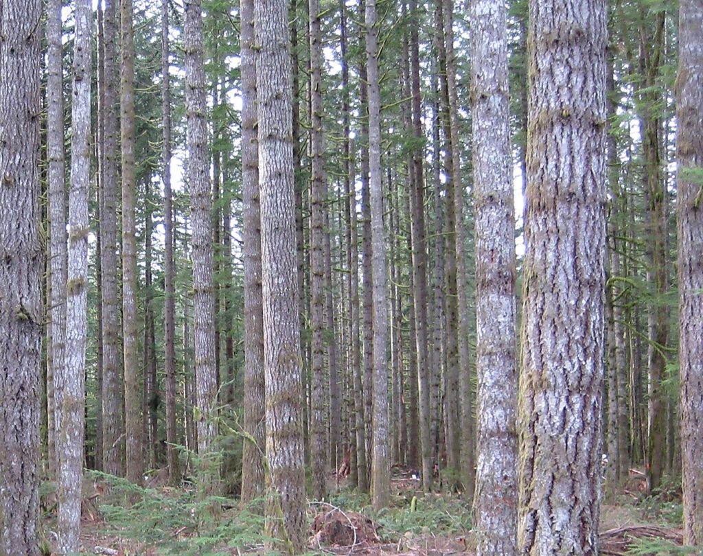photo showing forest with many trees per acre