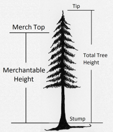 2.2 Determining Tree Height – Forest Measurements: An Applied Approach