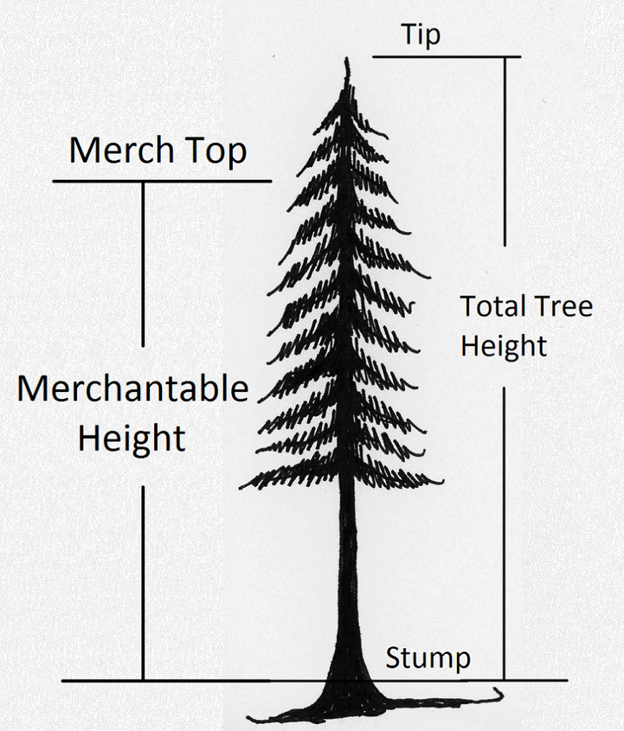 tree showing merch height from 1-ft. stump to merch top.