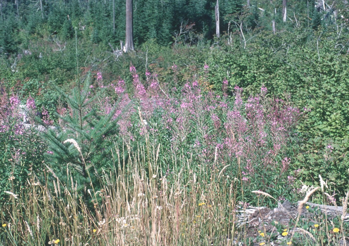 photo of tree seedling in an open clearcut with heavy cover of grasses, shrubs and herbs