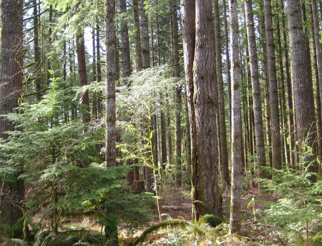 photo of forest with hemlock saplings in understory of mid-sized trees