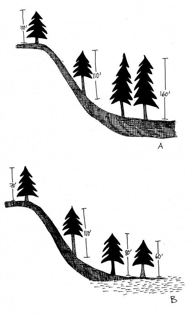 Illustration A shows trees growing on the ridge are shorter than those growing midslope. The trees at the base of the slope with the deepest soil are even taller. Illustration B shows the same thing except that the trees at the base have a high water table instead of deep soil, so are shorter than the midslope trees.