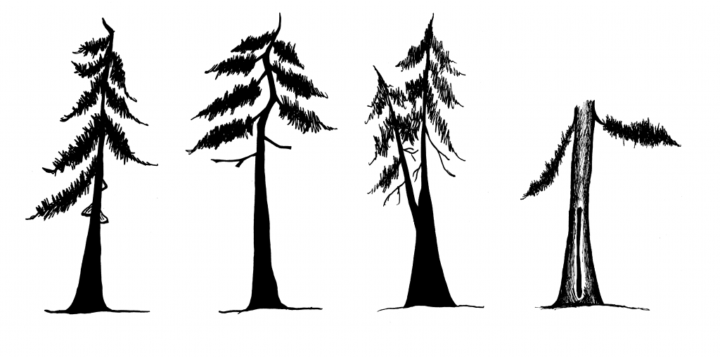 Trees showing defects as described in the caption.