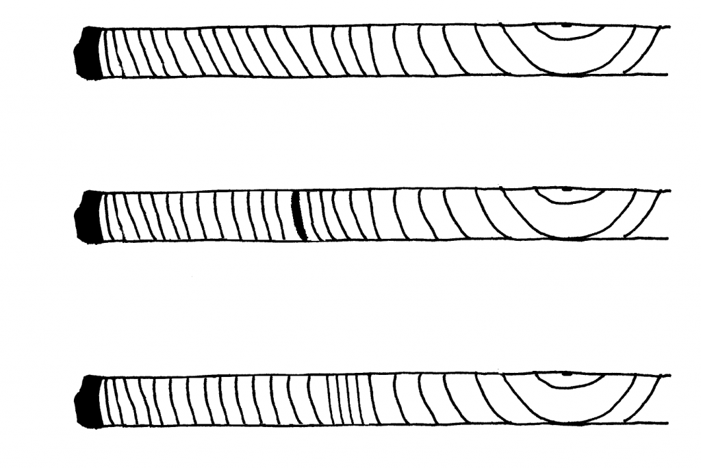 Top core sample shows even annual rings. Middle core sample shows a black growth ring halfway to the center. Bottom core sample shows tight growth rings halfway to the center.