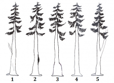 6.7 Summary Questions – Forest Measurements: An Applied Approach