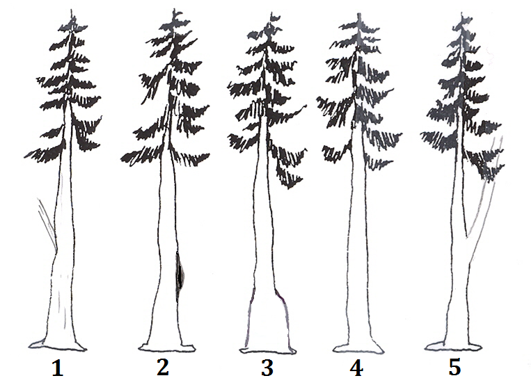 Tree one has a sucker limb on the main trunk. Tree two has a burl on the trunk. Tree 3 has a swollen butt. Tree four has no visible defect. Tree 5 has a fork.