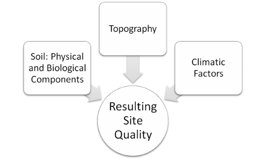 Flow chart showing soil physical and biological factors, topography and climate all influencing the resulting site quality