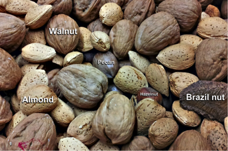 Images of a variety of nuts