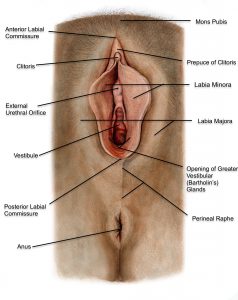 Vagina with anatomy labels