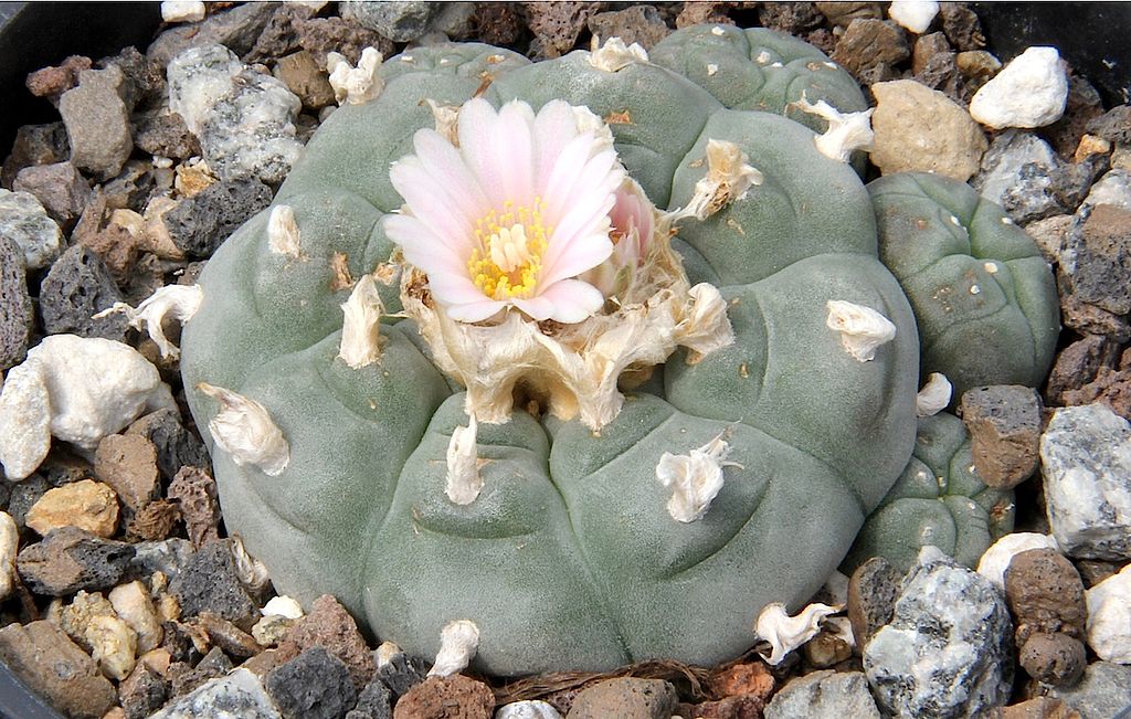 a blooming peyote cactus used by some Indigenous groups for religious rituals.