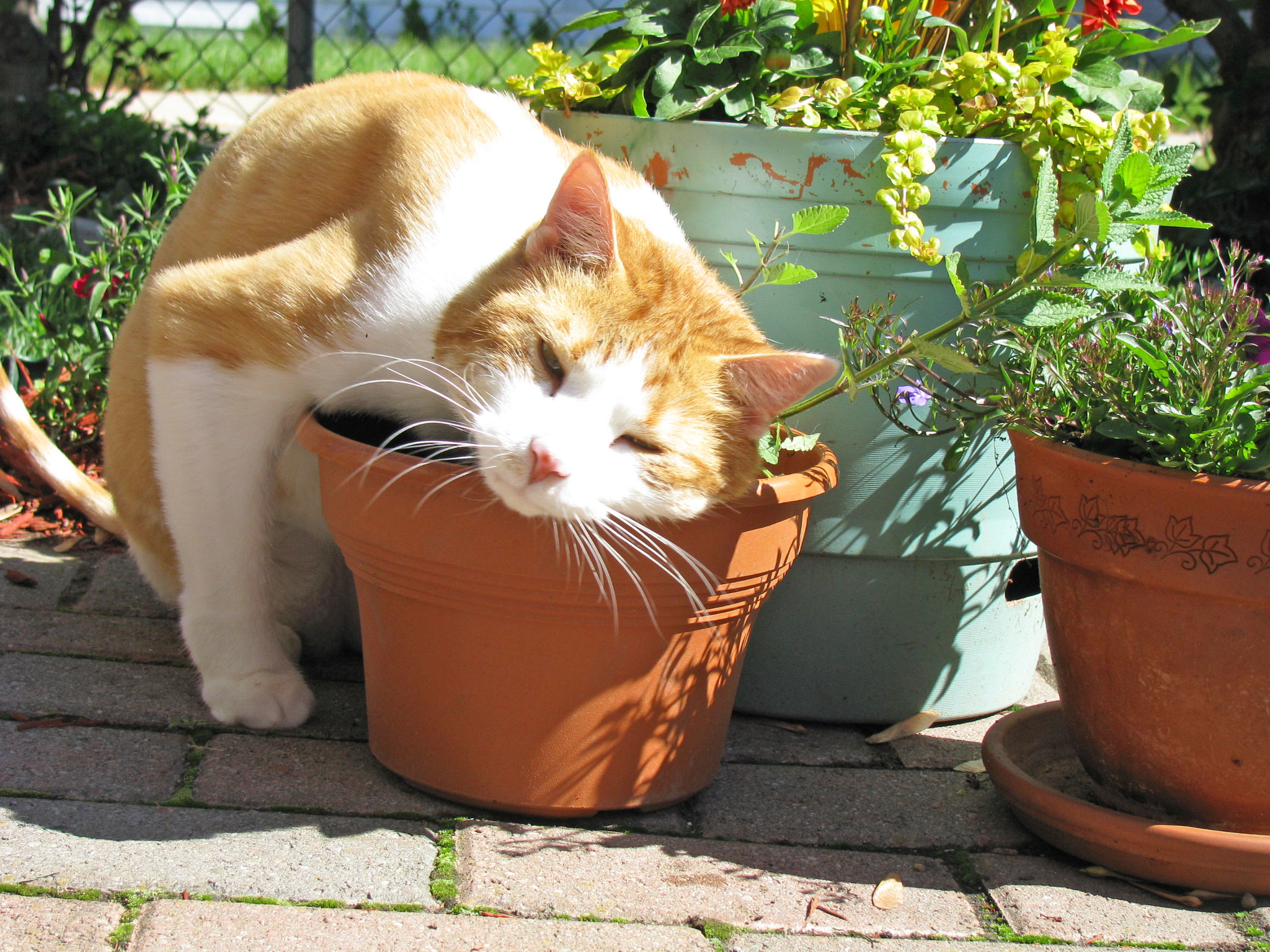 Orange cat lounges in a pot of catnip