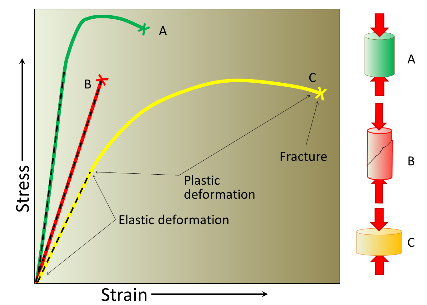 Figure 12.3 The varying types of response of geological materials to stress.  The straight dashed parts are elastic strain and the curved parts are plastic strain.  In each case the X marks where the material fractured.  A, the strongest material deforms relatively little and breaks at a high stress level.  B, strong but brittle, shows no plastic deformation and breaks after relatively little elastic deformation.  C, the most deformable, only breaks after significant elastic and plastic strain.  The three deformation diagrams on the right show A and C before breaking and B after breaking. [SE]