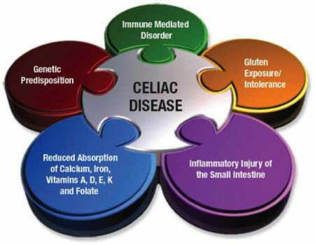 Celiac Disease, immune mediated disorder, gluten exposure/intolerance, inflammatory injury of the small intestine, reduced absorption of calcium, iron, vitamins A, D, E, K and Floate, Genetic Predisposition