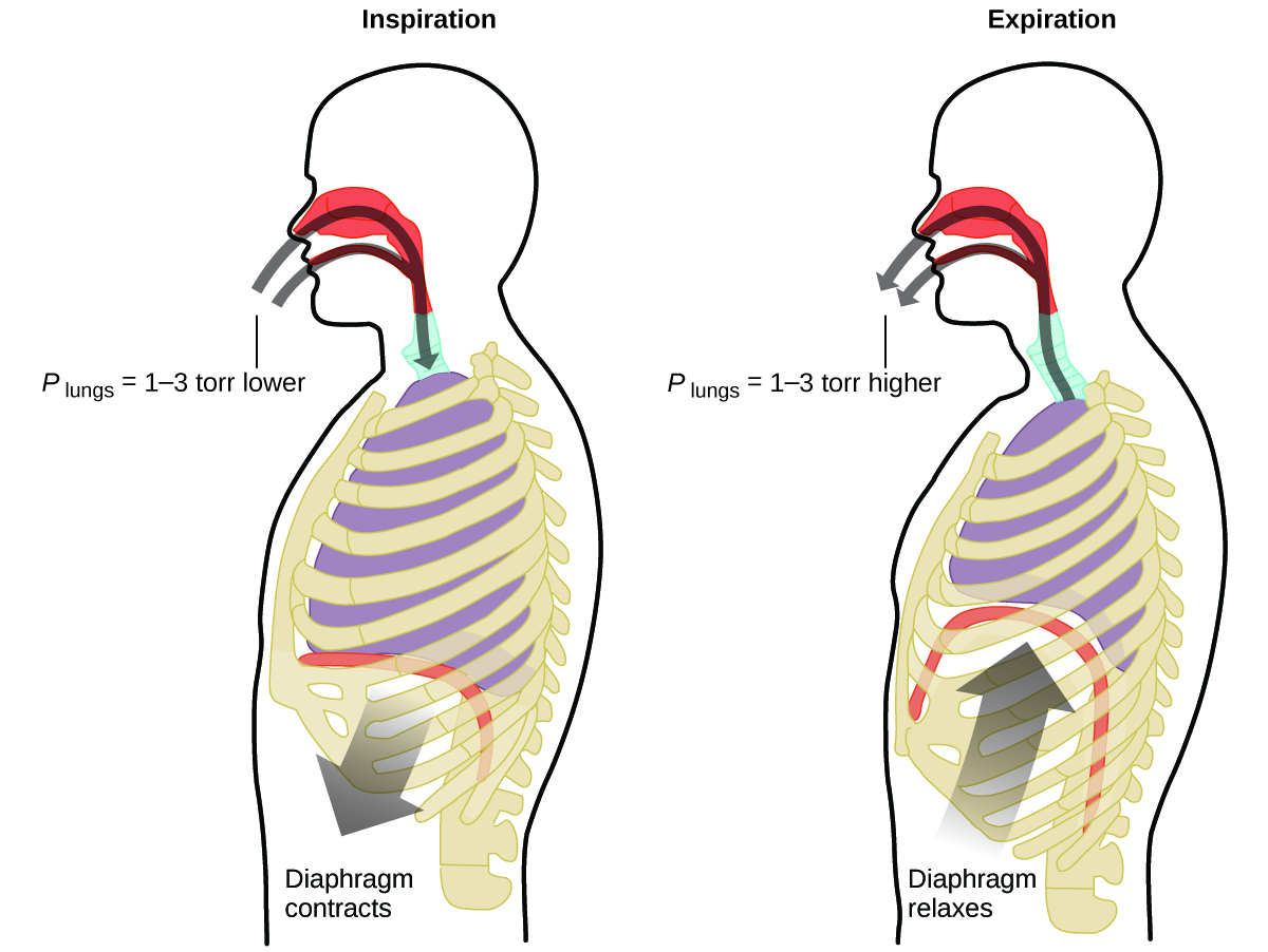 This figure contains two diagrams of a cross section of the human head and torso. The first diagram on the left is labeled “Inspiration.” It shows curved arrows in gray proceeding through the nasal passages and mouth to the lungs. An arrow points downward from the diaphragm, which is relatively flat, just beneath the lungs. This arrow is labeled “Diaphragm contracts.” At the entrance to the mouth and nasal passages, a label of P subscript lungs equals 1 dash 3 torr lower” is provided. The second, similar diagram, which is labeled “Expiration,” reverses the direction of both arrows. Arrows extend from the lungs out through the nasal passages and mouth. Similarly, an arrow points up to the diaphragm, showing a curved diaphragm and lungs reduced in size from the previous image. This arrow is labeled “Diaphragm relaxes.” At the entrance to the mouth and nasal passages, a label of P subscript lungs equals 1 dash 3 torr higher” is provided.