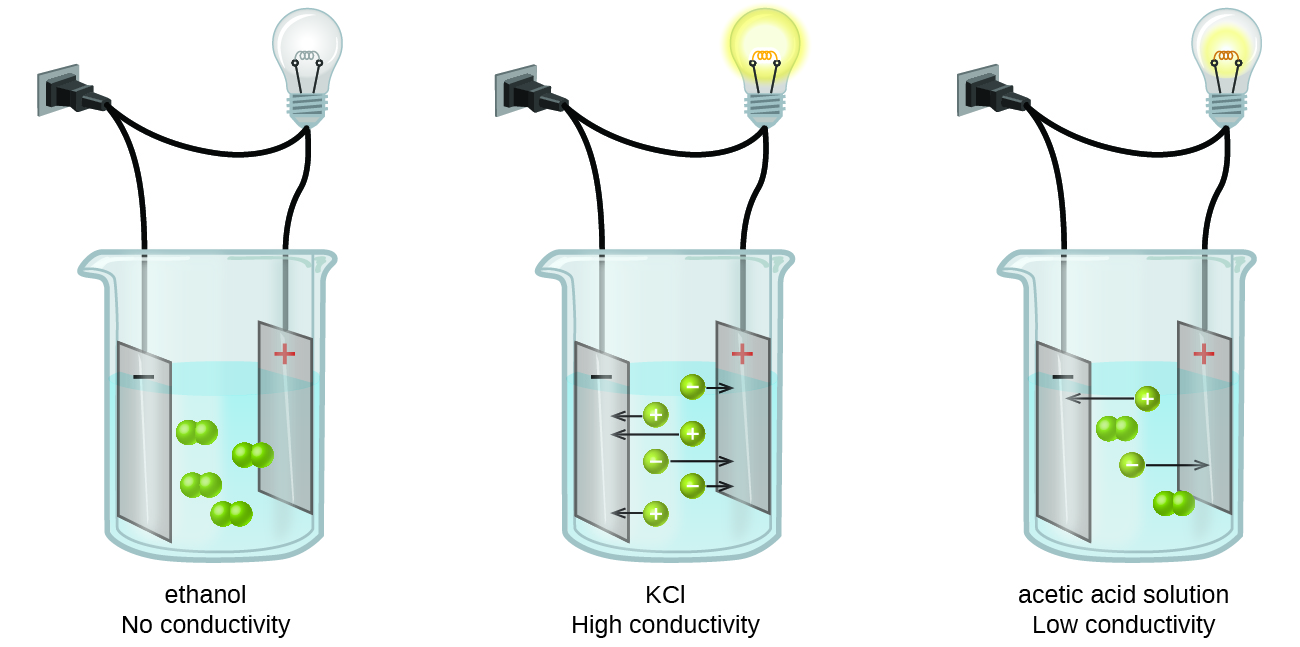 This diagram shows three separate beakers. Each has a wire plugged into a wall outlet. In each case, the wire leads from the wall to the beaker and is split resulting in two ends. One end leads to a light bulb and continues on to a rectangle labeled with a plus sign. The other end leads to a rectangle labeled with a minus sign. The rectangles are in a solution. In the first beaker, labeled “Ethanol No Conductivity,” four pairs of linked small green spheres suspended in the solution between the rectangles. In the second beaker, labeled “K C l Strong Conductivity,” six individual green spheres, three labeled plus and three labeled minus are suspended in the solution. Each of the six spheres has an arrow extending from it pointing to the rectangle labeled with the opposite sign. In the third beaker, labeled “Acetic acid solution Weak conductivity,” two pairs of joined green spheres and two individual spheres, one labeled plus and one labeled minus are shown suspended between the two rectangles. The plus labeled sphere has an arrow pointing to the rectangle labeled minus and the minus labeled sphere has an arrow pointing to the rectangle labeled plus.