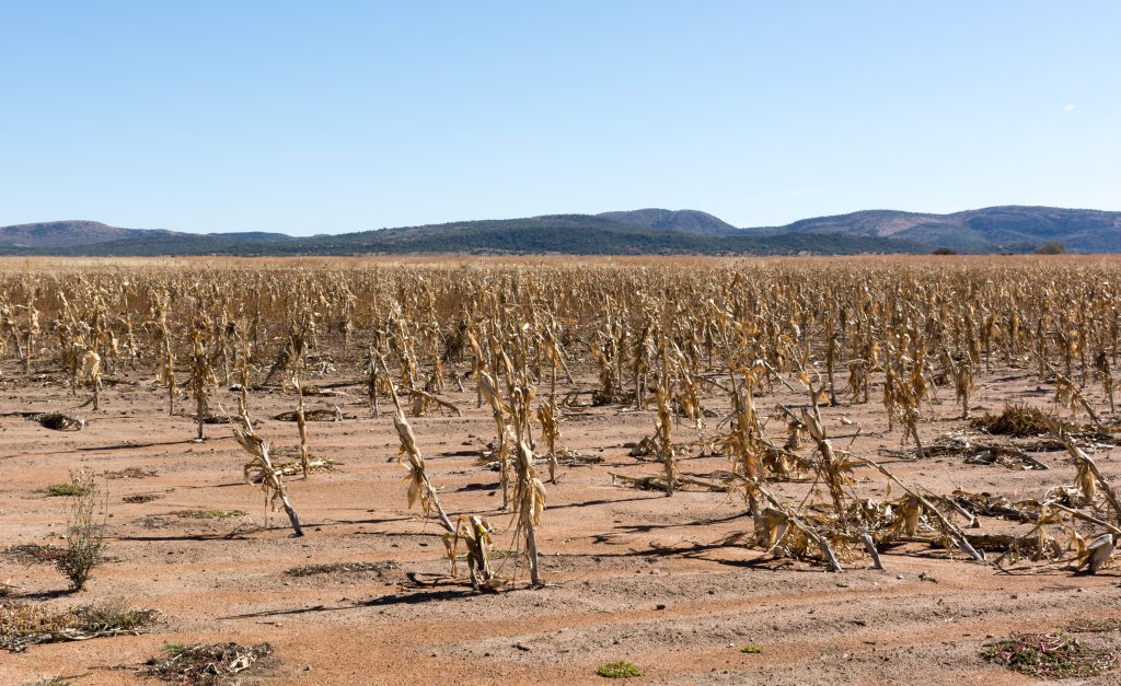 Dry corn field