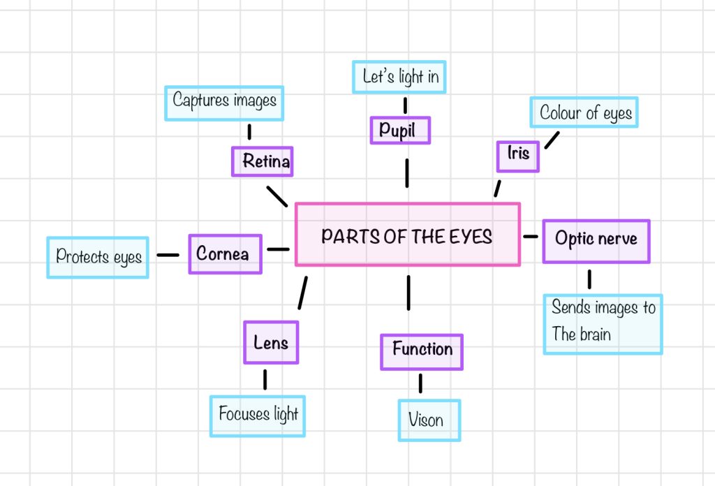 concept map of parts of an human eye