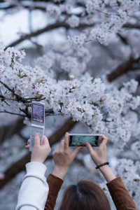 two people taking pictures of cherry blossoms with cell phones