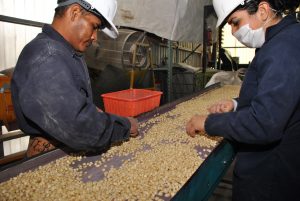 Maize seed quality control at small seed company showing two workers manually sifting maize see on a conveyor belt, picking out material such as damaged or spoiled see or pieces of cob