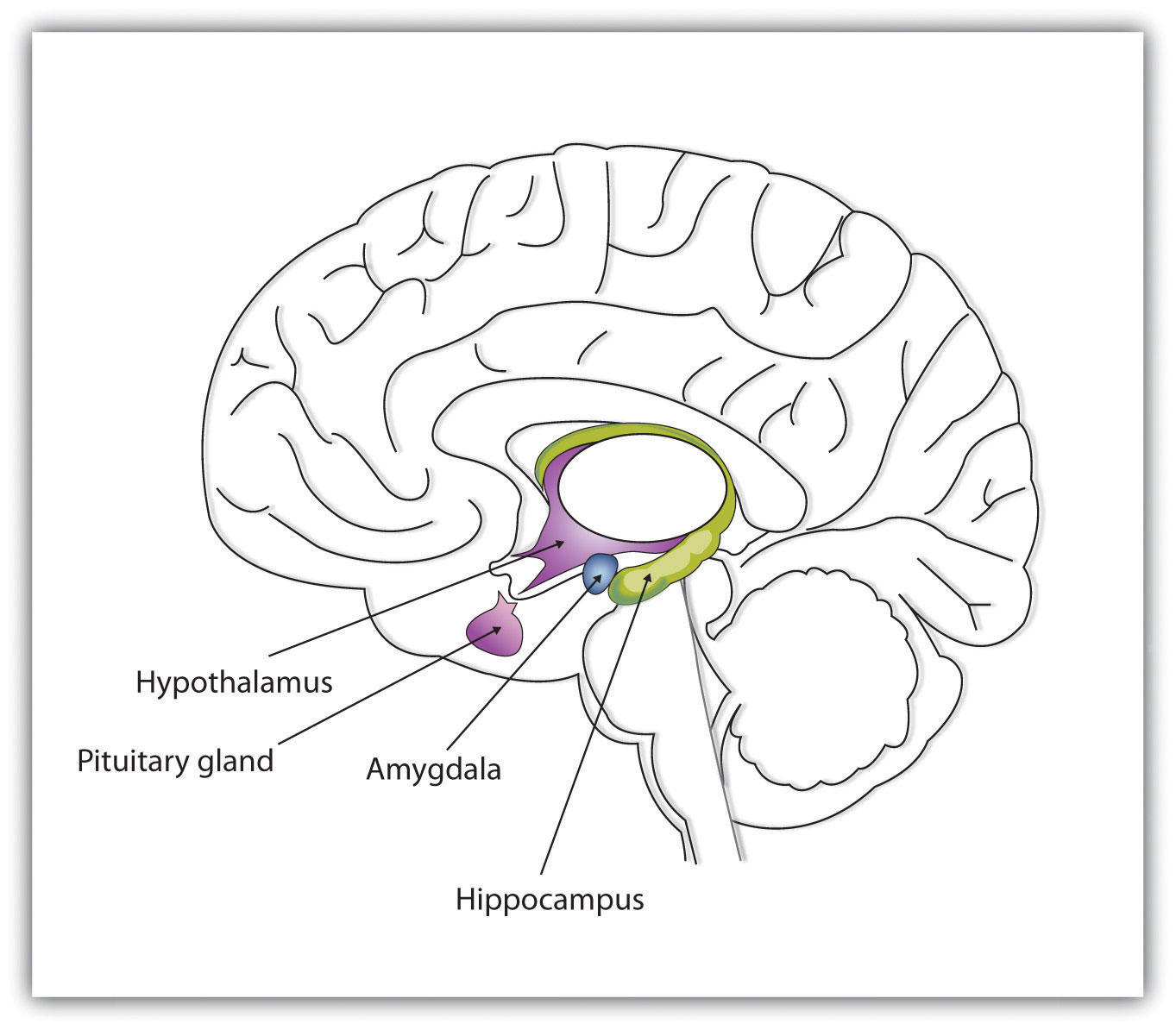 The limbic system is a part of the brain that includes the amygdala. The amygdala is an important regulator of emotions.