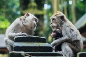 monkeys having a conversation