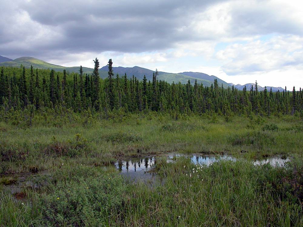 Photo of a swampy area with short black spruce and distant mountains in the background.