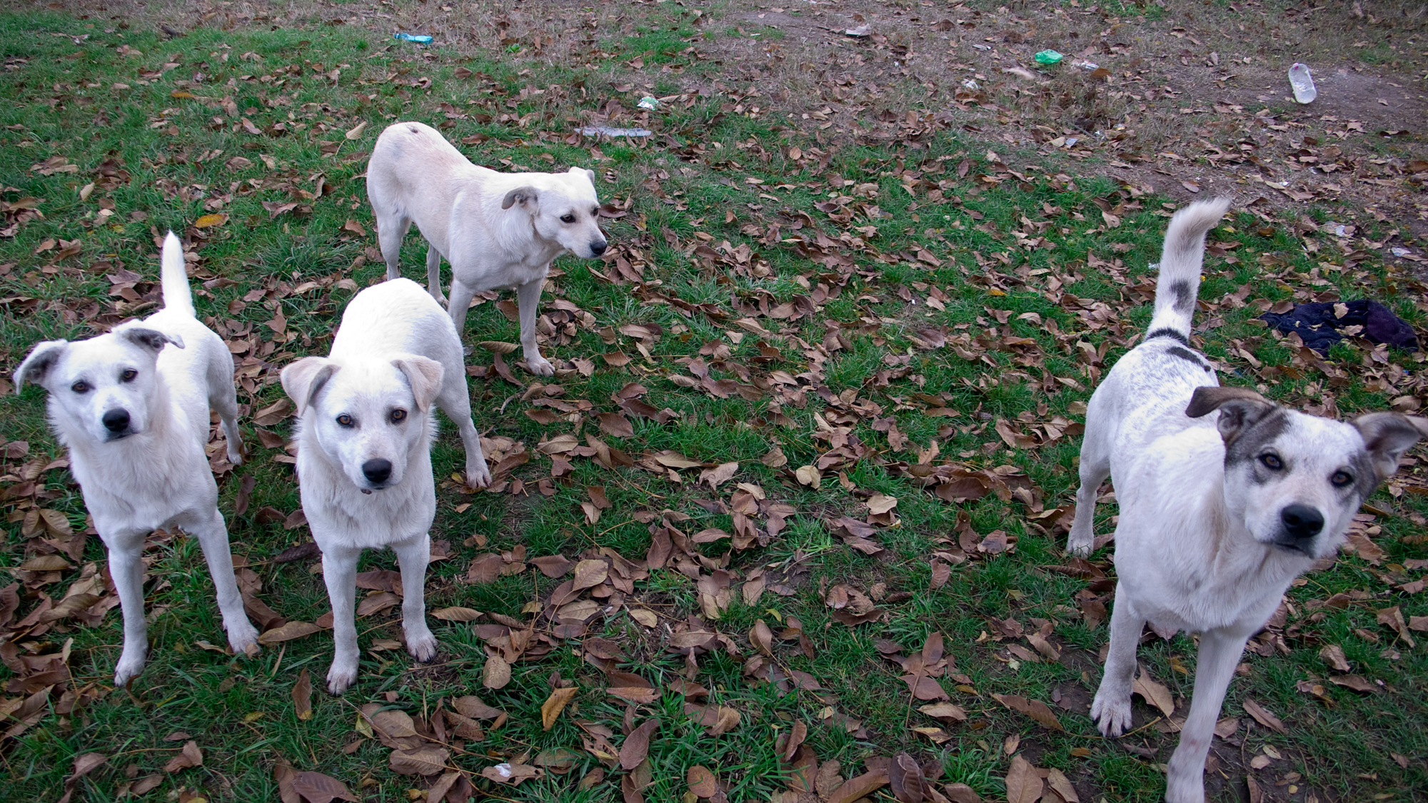 a group of dogs, most of which look like yellow labradors