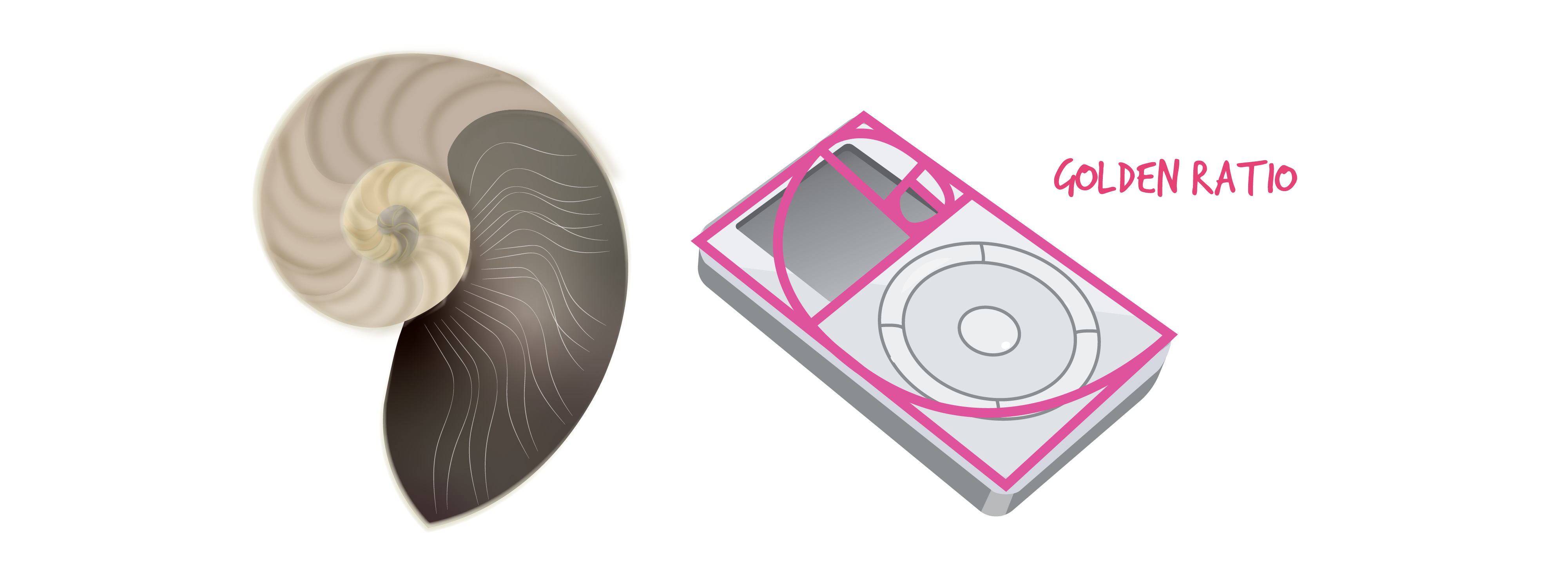 On the left is a beige and grey, rounded shell in a similar form to the Golden Ratio. On the right is a grey music player with the outline of the shell on the left placed on top of it to illustrate the proportional segments, similar to those of the Golden Ratio.