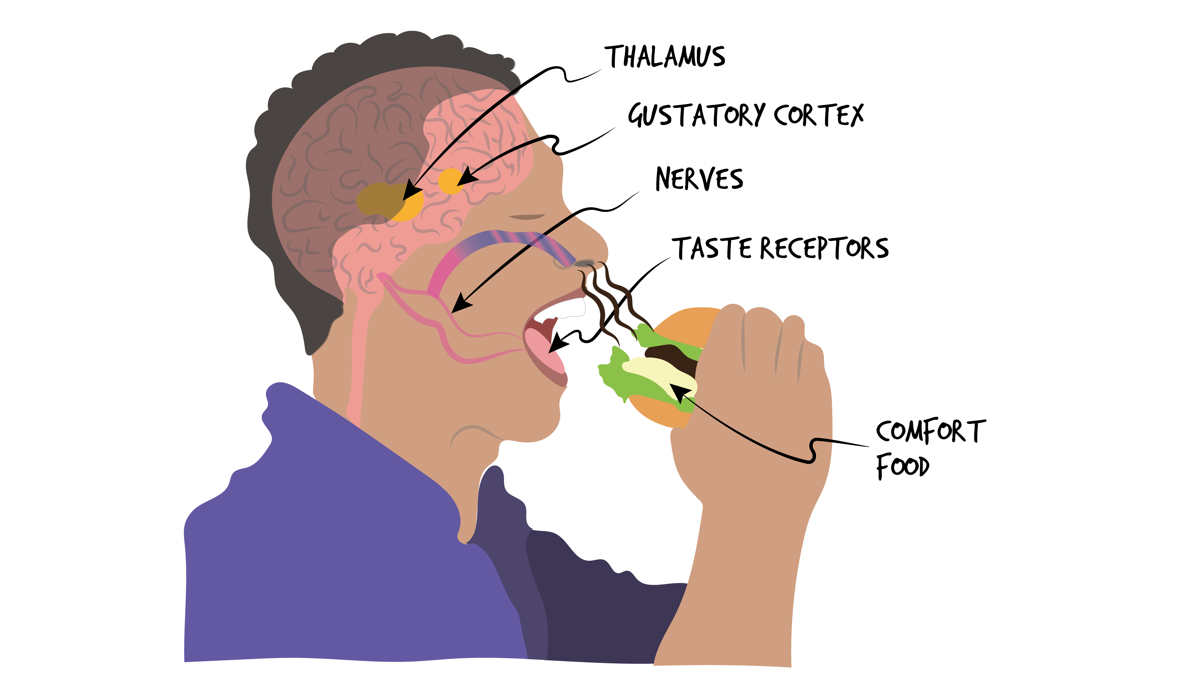 A side view of a person in a purple shirt eating a burger. X-ray view of certain body parts contributing to the experience: brain is seen with arrows pointing to text Thalamus and Gustory Cortex. Next, nerves are seen with an arrow pointing to the text Nerves. Next, an arrow points to a tongue with text Taste Receptors. Next, an arrow points to the food with text Comfort Food.