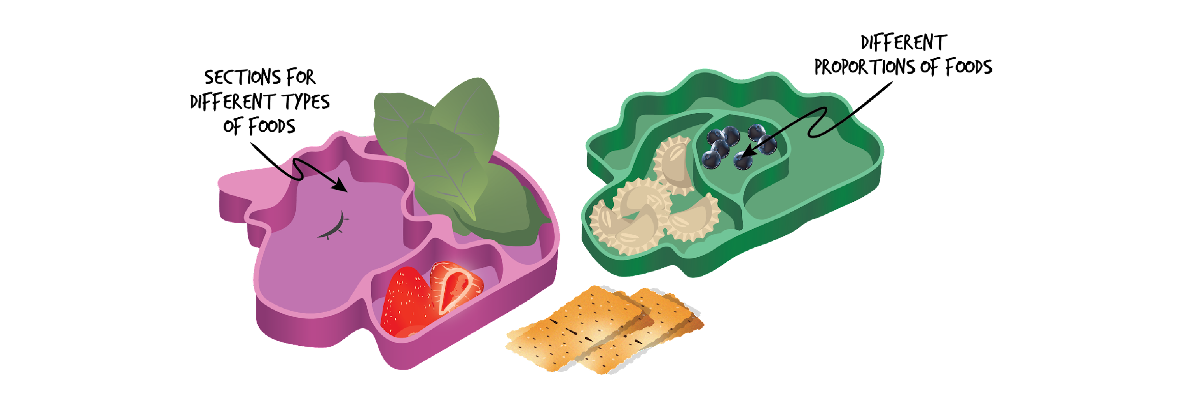 Purple unicorn shaped container with three sections.One section is empty with text Sections for different types of foods point to it, one section has spinach leaves in it and one has two strawberry slices. Beside it is a green dinosaur shaped container with three sections. One section is empty, on has pasta pieces in it and one has blueberries in it with text Different proportions of foods pointing to it. Slices of crackers in front of the containers.