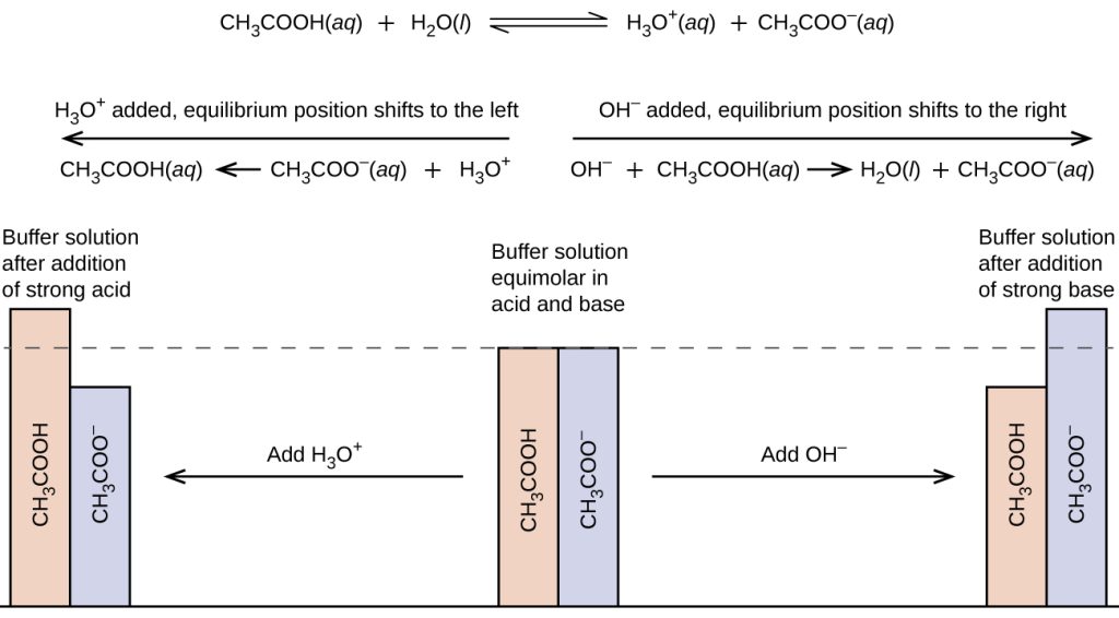 Figure shows an acetic acid – sodium acetate buffering system. If a strong base — a source of OH−(aq) ions — is added to the buffer solution, those hydroxide ions will react with the acetic acid. Rather than changing the pH dramatically by making the solution basic, the added hydroxide ions react to make water, and the pH does not change much. If a strong acid—a source of H+ ions—is added to the buffer solution, the H+ ions will react with the anion from the salt to form the weak acid. Because HC2H3O2 is a weak acid, it is not ionized much. Rather than changing the pH dramatically and making the solution acidic, the added hydrogen ions react to make molecules of a weak acid.