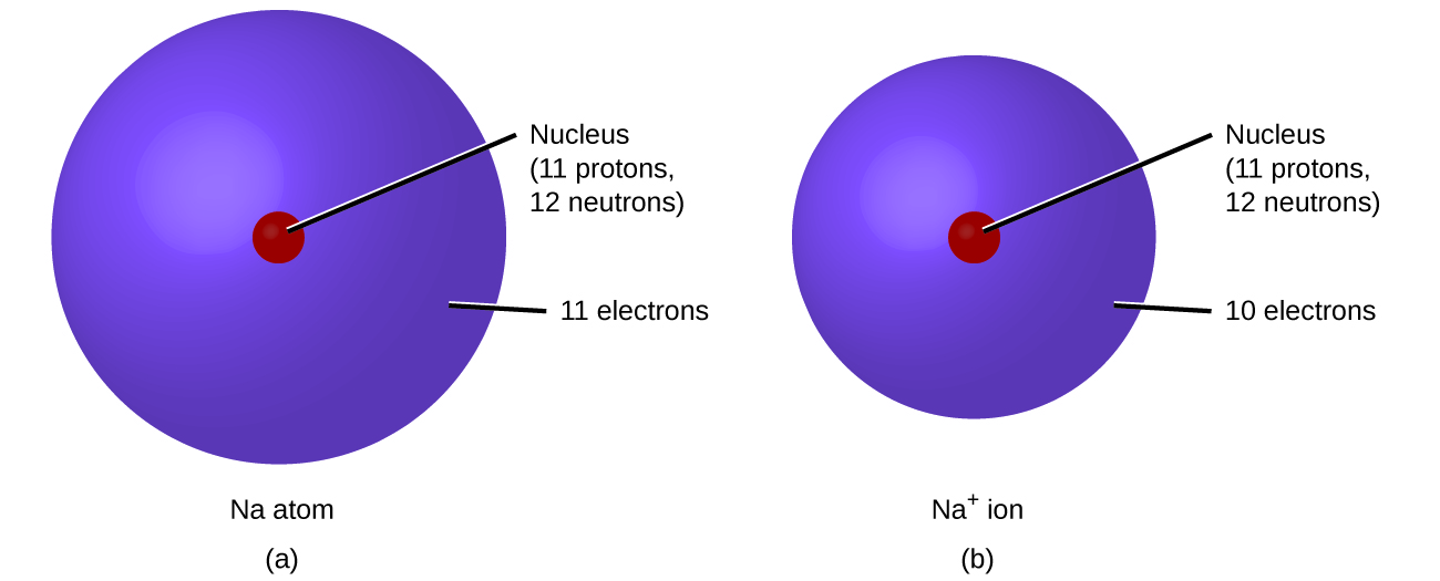 Two purple circles representing atoms, each with a small red central dot representing its nucleus, are pictured. The left circle labelled A shows a sodium atom, N a, which has a nucleus containing 11 protons and 12 neutrons. The atom’s surrounding electron cloud shaded purple contains 11 electrons. The right circle labelled B shows a sodium ion, N a superscript plus sign. Its nucleus contains 11 protons and 12 neutrons. The ion’s electron cloud contains 10 electrons and is smaller than that of the sodium atom in pictured in A.