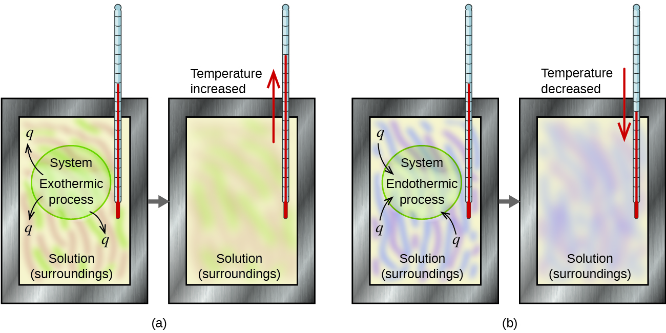 Two diagrams labeled a and b are shown. Each is made up of two rectangular containers with a thermometer inserted into the top right and extending inside. There is a right facing arrow connecting each box in each diagram. The left container in diagram a depicts a pink and green swirling solution with the terms “Exothermic process” and “System” written in the center with arrows facing away from the terms pointing to “q.” The labels “Solution” and “Surroundings” are written at the bottom of the container. The right container in diagram a has the term “Solution” written at the bottom of the container and a red arrow facing up near the thermometer with the phrase “Temperature increased” next to it. The pink and green swirls are more blended in this container. The left container in diagram b depicts a purple and blue swirling solution with the terms “Endothermic process” and “System” written in the center with arrows facing away from the terms and “Solution” and “Surroundings” written at the bottom. The arrows point away from the letter “q.” The right container in diagram b has the term “Solution” written at the bottom and a red arrow facing down near the thermometer with the phrase “Temperature decreased” next to it. The blue and purple swirls are more blended in this container.