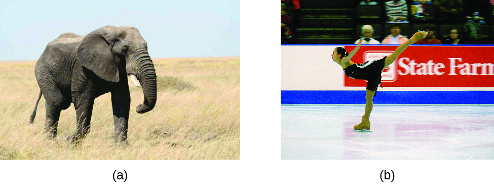 A photo of a large gray elephant on grassy, beige terrain is pictured beside a photo of a figure skater with her right skate on the ice, upper torso lowered, arms extended upward behind her chest, and left leg extended upward behind her.