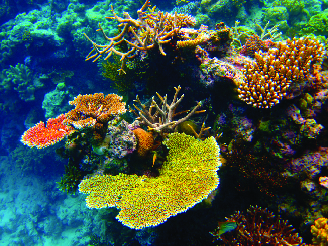 Colourful underwater corals and anemones in hues of yellow, orange, green, and brown, surrounded by water is pictured.