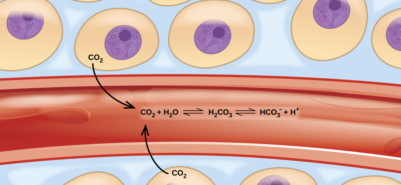 The image depicts the movement of carbon dioxide from tissue into the blood vessel. C O subscript 2 moves from the cell to the bloodstream resulting in the equilibrium equation of C O subscript 2 plus H subscript 2 O connected by a double-headed arrow to H subscript 2 C O subscript 3 connected by a double-headed arrow to H C O subscript 3, super script negative sign plus H superscript positive sign.