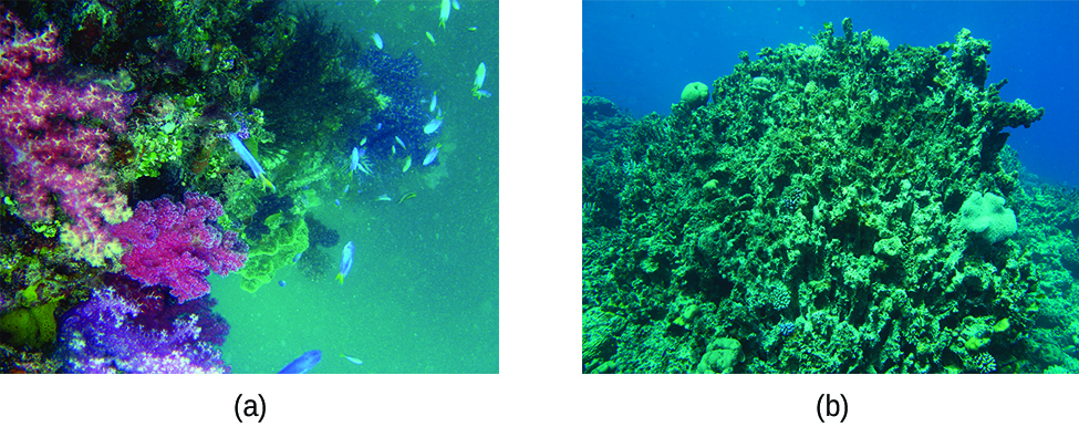 Two photos of coral reefs are depicted. The left image is of a colorful and healthy reef with hues of purple and pink corals with fish swimming around. The right image is of an unhealthy reef that is grey-green and mossy with minimal fish swimming around.