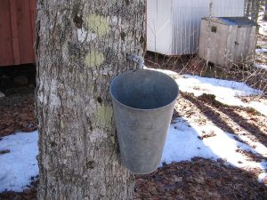 sap collection using a metal bucket and tap