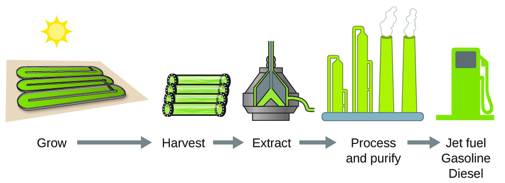 A flowchart, left to right, reads “Grow,” “Harvest,” “Extract,” “Process and purify,” and “Jet fuel gasoline diesel” with right-facing arrows in between each term. Above each term, respectively, are diagrams of three containers, three cylinders lying side-by-side, a pyramid-like container with liquid inside, a factory, and a fuel pump. In the upper left corner above the diagrams is the image of a yellow sun.