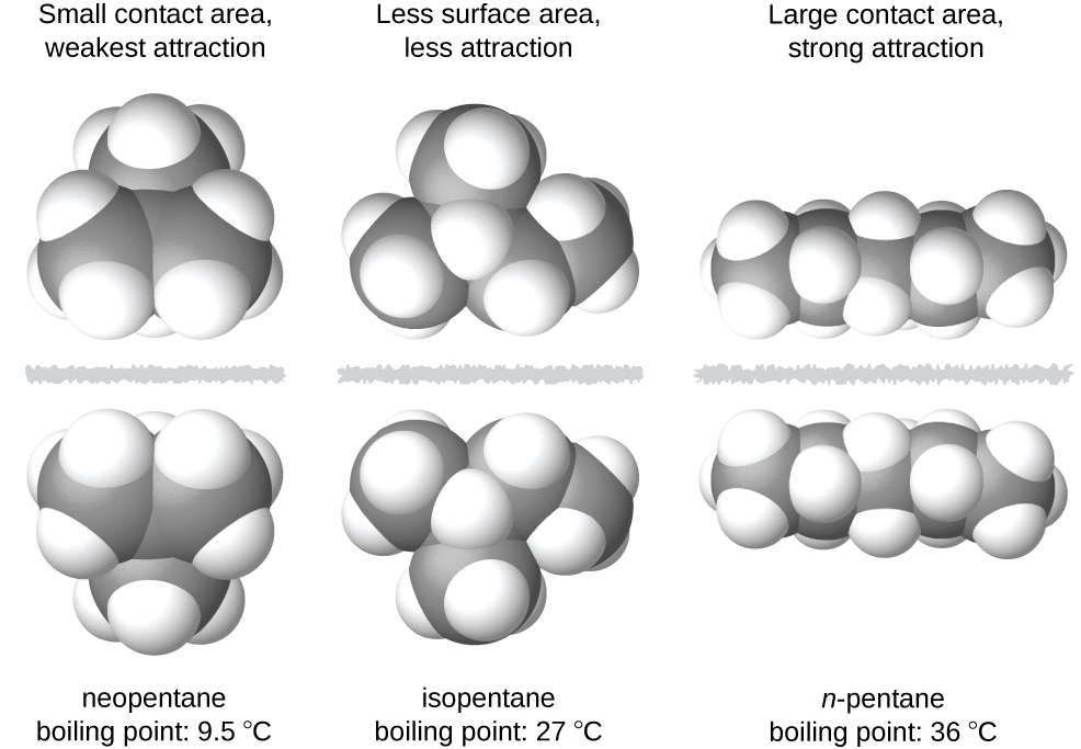 Three vertical columns each containing 2 molecules are shown. Left to right, the first column is shows a cluster of large, gray spheres each bonded together to several smaller, white spheres. Below this there is a gray, jagged line and then the mirror image of the above cluster of spheres. Above these two clusters is the label, “Small contact area, weakest attraction,” and below is the label, “neopentane boiling point: 9.5 degrees C.” The middle column shows a chain of three gray spheres bonded by the middle sphere to a fourth gray sphere above. Each gray sphere is bonded to several smaller, white spheres. There is a jagged, gray line and then the mirror image of the upper chain appears. Above these two chains is the label, “Less surface area, less attraction,” and below is the label, “isopentane boiling point: 27 degrees C.” The right column shows a chain of five gray spheres bonded together and to several smaller, white spheres. There is a jagged gray line and then the mirror image of the upper chain. Above these chains is the label, “Large contact area, strong attraction,” and below is the label, “n-pentane boiling point 36 degrees C.”