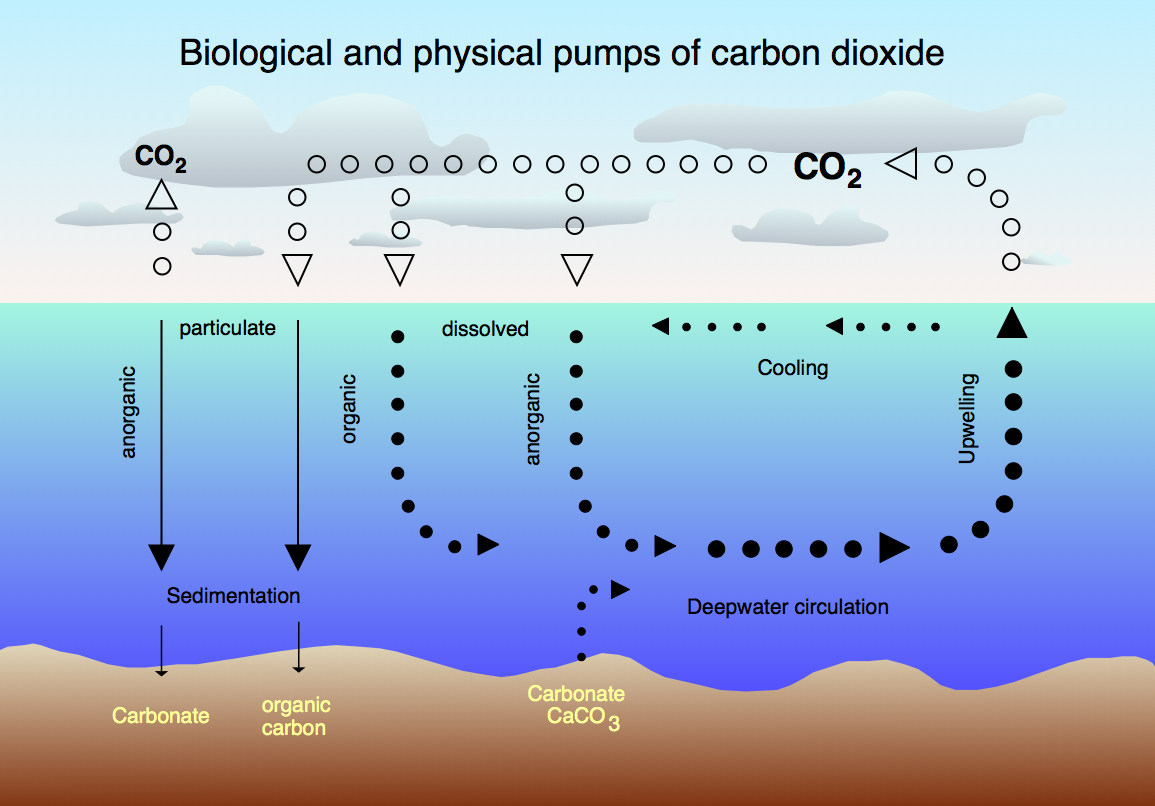 A flow diagram of the biological and physical pumps of carbon dioxide in sea, air, and sediment at bottom of sea is pictured.