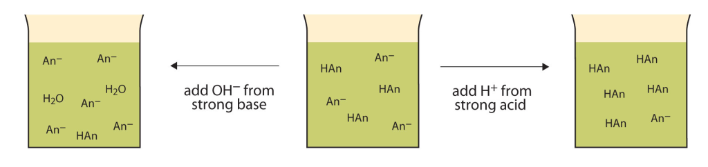 This figure shows a general buffer system. The initial buffer sits at a desirable pH and contains a weak acid and its conjugate base. If a strong base — a source of OH−(aq) ions — is added to the buffer solution, those hydroxide ions will react with the weak acid and shift to the left beaker image showing an increased concentration of water and conjugate base. Rather than changing the pH dramatically by making the solution basic, the pH does not change much. If a strong acid—a source of H+ ions—is added to the buffer solution, the H+ ions will react with the anion from the conjugate base to form the weak acid. Rather than changing the pH dramatically and making the solution acidic, the added hydrogen ions react to make molecules of a weak acid; holding the pH steady.