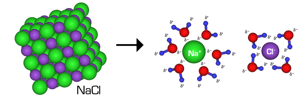 A crystal of sodium chloride salt is shown on the left. The crystal is made up of two types of atoms: Na atom is represented by larger green sphere and Cl- is represented by the smaller purple sphere. Next, an arrow points right to a middle image that shows a circle labeled N a superscript + that is surrounded by five molecular structures of a water molecule; the negatively charged oxygens of water molecules are attracted to the positively-charged sodium ions. To the right of this image there is a circle labeled C l superscript – that is surrounded by five molecular structures of a water molecule, but the positively-charged side of the water molecules (the hydrogen atoms) are attracted to the negatively-charged chloride ions.